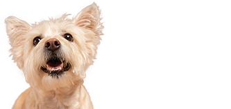 Plano Pet Puppy